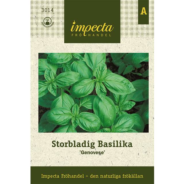 Basilika, Storbladig, Genovese
