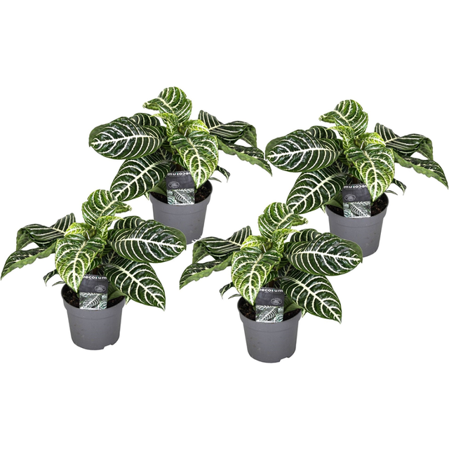 Aphelandra Squarrosa - Set of 4 - Zebra plant - Height 25-45cm - Pot 13cm (25cm H X 1,300cm W X 1,300cm D)