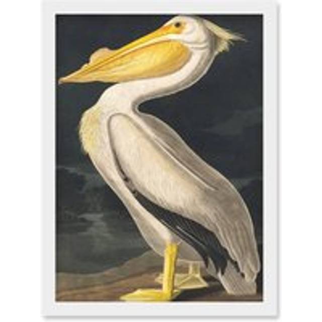 John James Audubon Style Pelican Bird Vintage Detailed Illustration Artwork Framed Wall Art Print A4 - White - One Size