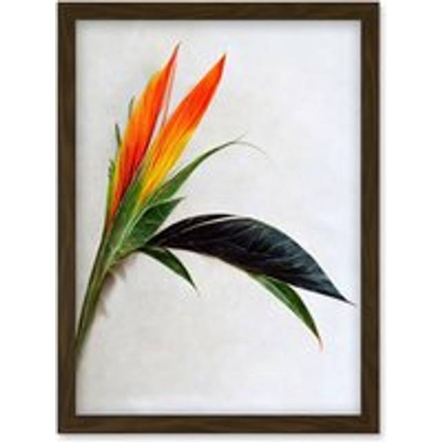 Tropical Plant Bird of Paradise Flower Botanical Bloom Artwork Framed Wall Art Print A4 - Brown - One Size