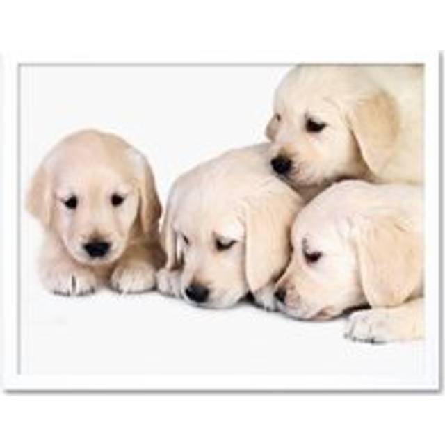 Wall Art Print Golden Retriever Puppy Dogs Pet Puppies Cute Baby Animal Photograph Art Framed - White - W12 inch x H16 inch