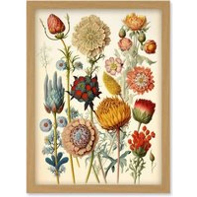 Vintage Botanical Ernst Haeckel Inspired Plant Study Modern Watercolour Painting Illustration Artwork Framed Wall Art Print A4 - One Size - Tan