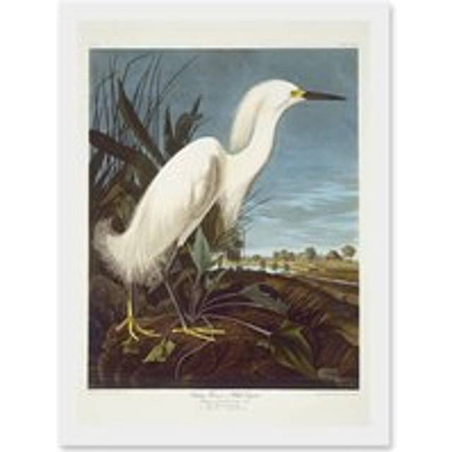 Painting Bird Audubon Snowy Heron Egret Artwork Framed Wall Art Print A4 - White - One Size