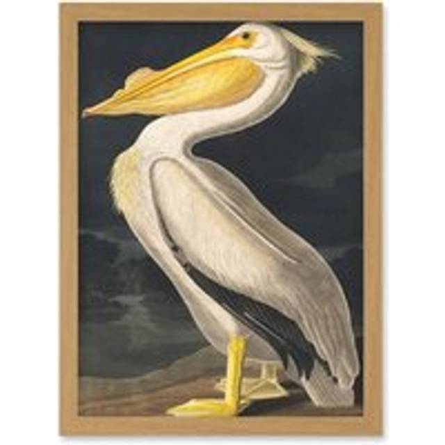 John James Audubon Style Pelican Bird Vintage Detailed Illustration Artwork Framed Wall Art Print A4 - Tan - One Size