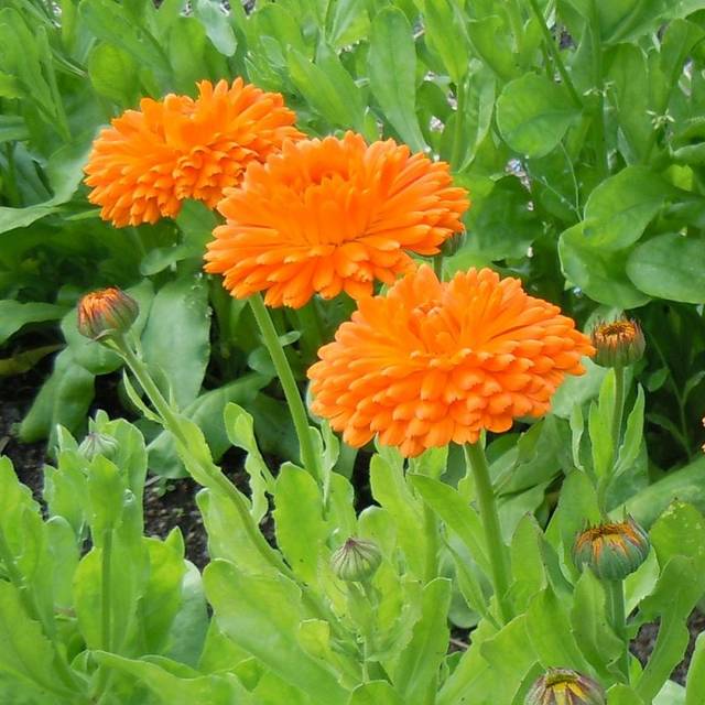 Ringblomma, Orange King