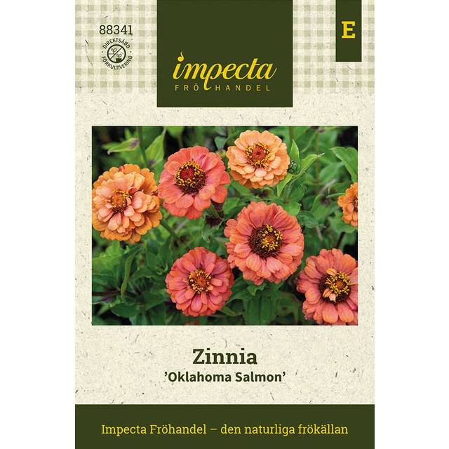 Zinnia Oklahoma Salmon