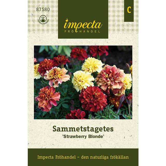Tagetes, Sammets-, Strawberry Blonde
