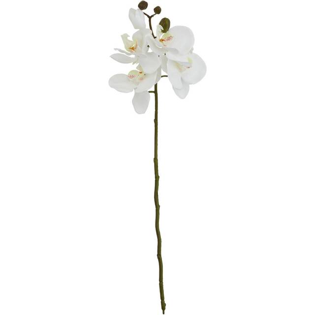 White Butterfly Orchid Stem (52cm H x 9cm W x 9cm D)