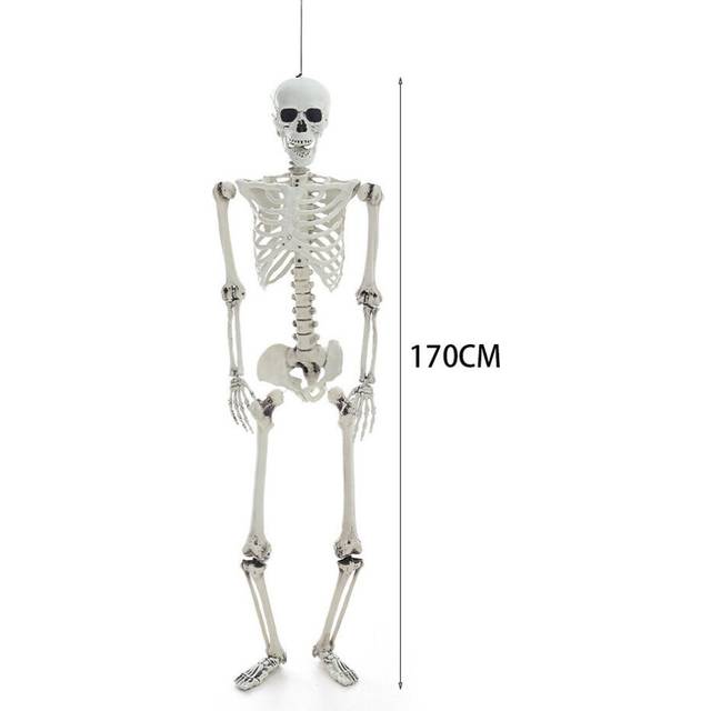 (  170cm) Giant Full Life Size Human Skeleton Model Horror Bone Posable Halloween