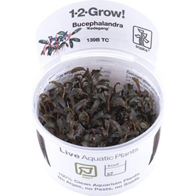 (Bucephalandra Kedagang) Tropica Live Aquarium Plants Attach to Rocks Wood Fish Tank Aquascape