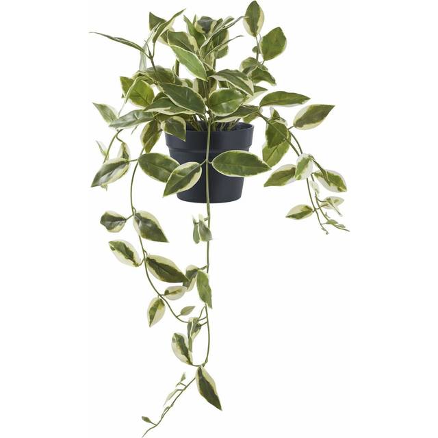 House Nordic - Hoya Carnosa - Grön