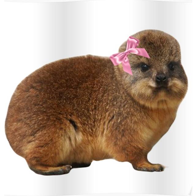 "(Cute baby rock hyrax wearing pink bow =7363) Posters 16x20"" or 18x18inch Wall Art Living Room Bedroom DÃ©cor Print"