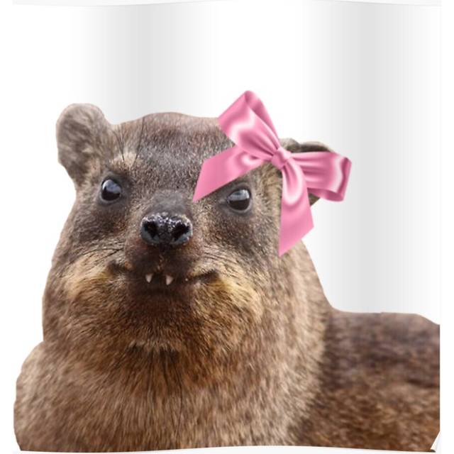 "(Cute rock hyrax wearing bow =2465) Posters 16x20"" or 18x18inch Wall Art Living Room Bedroom DÃ©cor Print"