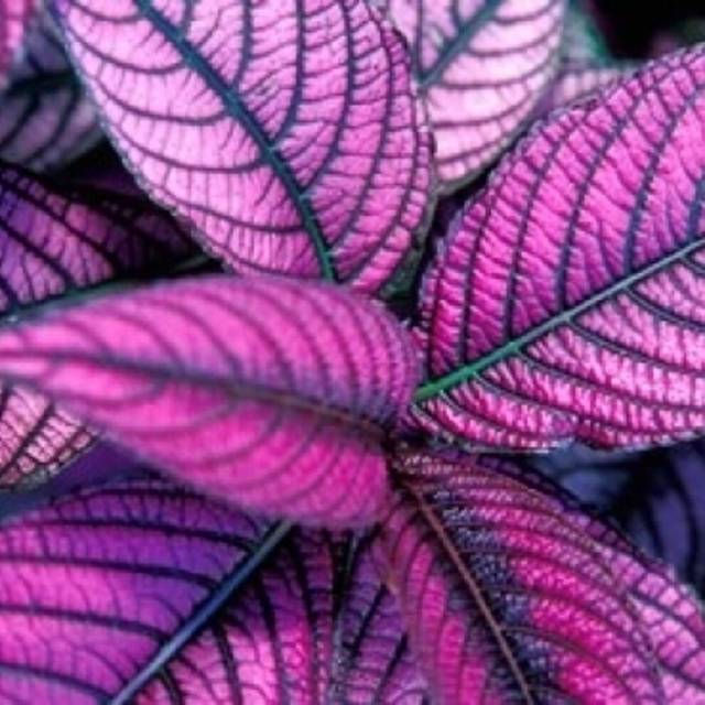 Posterazzi Fond Dous Estate Persian Shield St Lucia Caribbean Poster Print by Greg Johnston  (8 x 10)