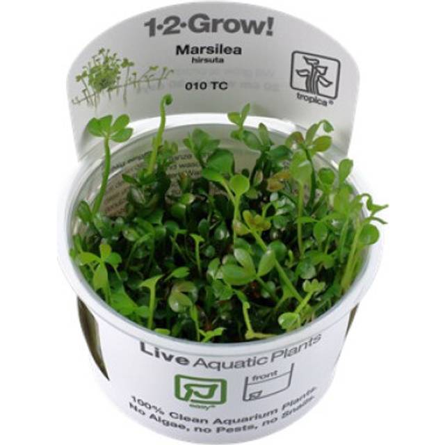 Tropica In-Vitro 1-2-Grow! Marsilea Hirsuta