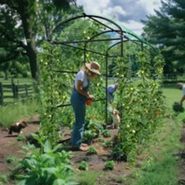 Unho - Rose Arch Metal Trellis Garden Archway Climbing Plants Vegetable Fruit Vine Arbour - Large 182 x 120 x 222cm