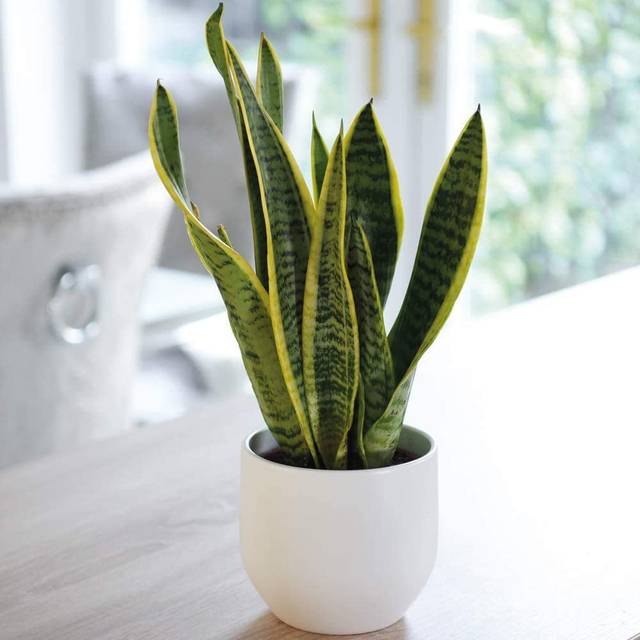 Sansevieria (Snake Plant) Trifasciata Var. Laurentii 12cm Potted Plant x 1