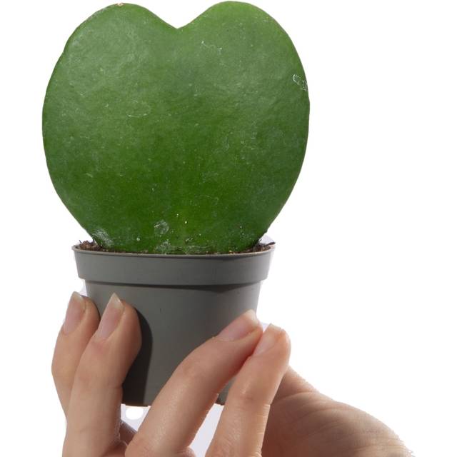 Baby Hoya Kerrii Size: 6cm Pot