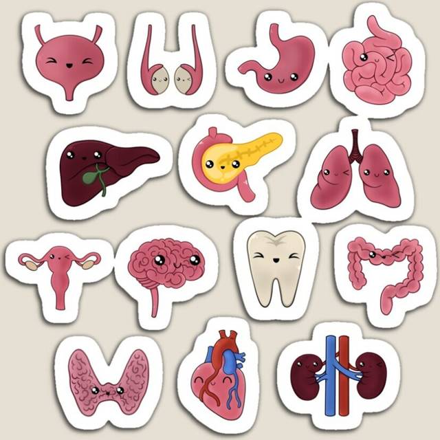 Fridge Magnets Kawaii Medical Organs - Set of 14 Acrylic Meme Decoration for Home Kitchen Office