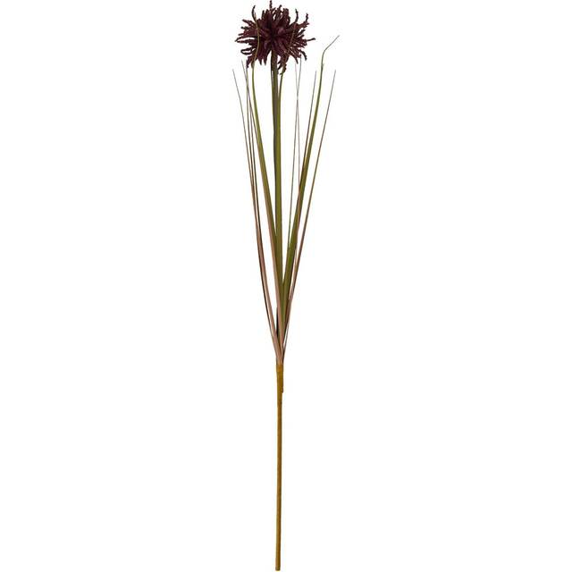 Burgundy Aster Spider Chrysanthemum Stem