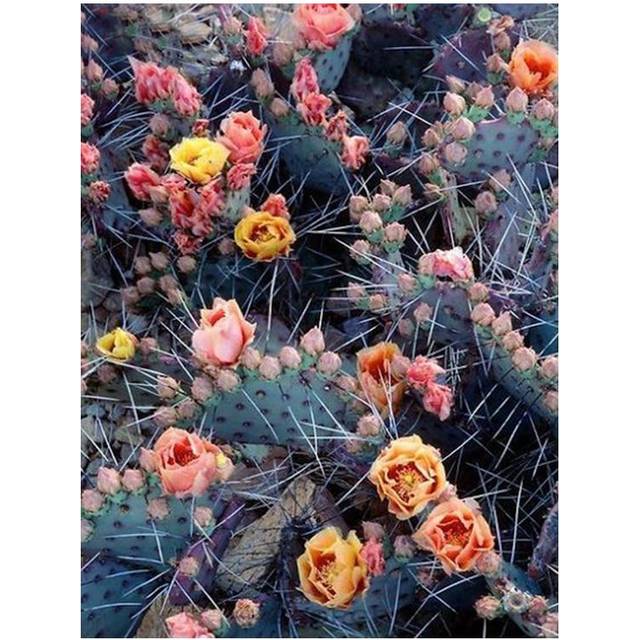 5D Diy Diamond Painting cactus pink Rose Patterns full Round Diamond Embroidery Diamond Mosaic 20X30CM