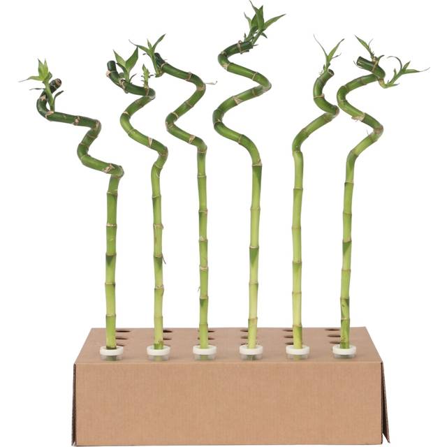 Dracaena Sanderiana - Set of 12 - Lucky Bamboo - Height 40-50cm (40cm H X 200cm W X 200cm D)