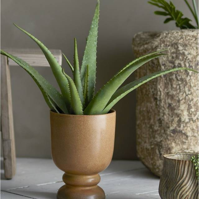 Aloe Konstväxt Grön