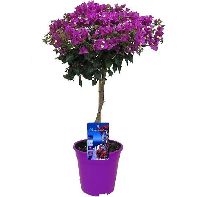 Plant in a Box - Bougainvillea på stam - lila - Stor trillingblomma - Lila - Blommande trädgårdsväxter - ⌀17cm - Höjd 50-60 cm
