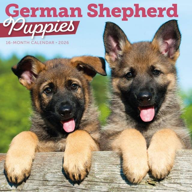 Just German Shepherd Puppies 2026 Wall Calendar