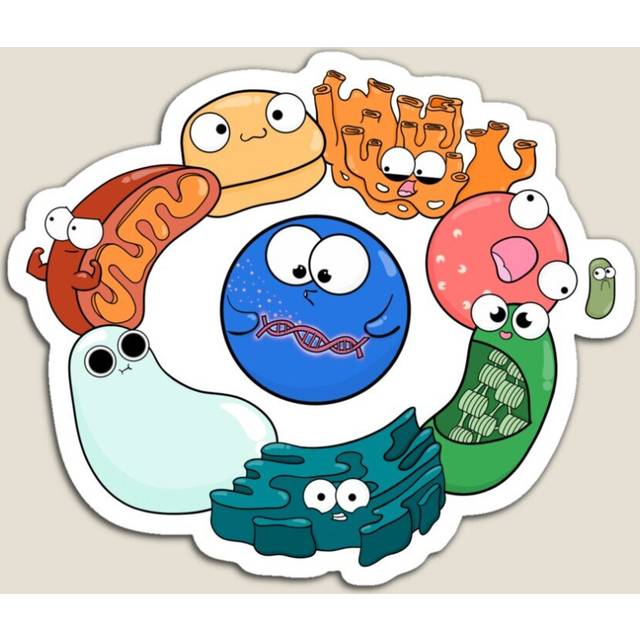 Fridge Magnets Cell Organelle Friendship Circle Acrylic Meme Decoration for Home Kitchen Office
