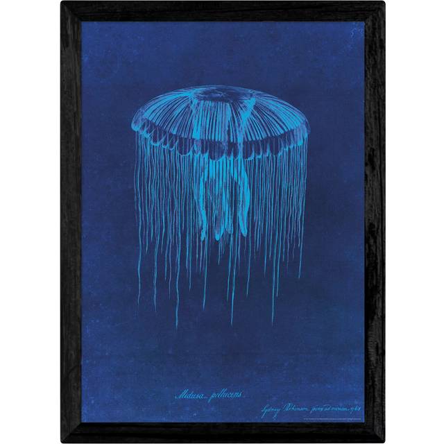 EAST END PRINTS Natural History Museum 'Jellyfish' Framed Print