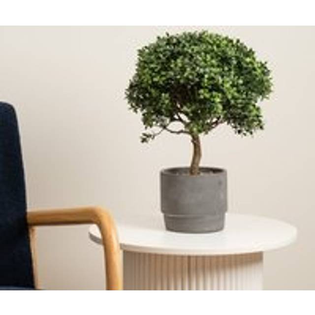 45cm Mini Topiary Plant in Cement Pot - Green - One Size