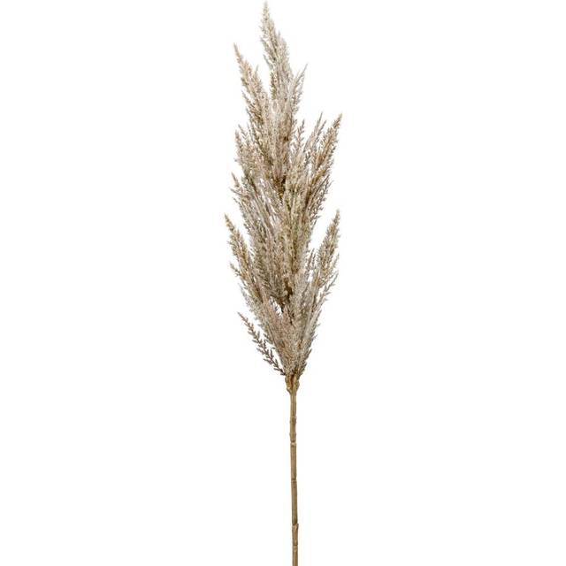 Pampasgräs Creme 92Cm