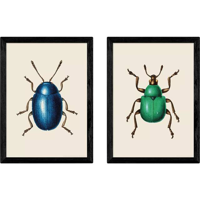 EAST END PRINTS Natural History Museum 'Beetles' Framed Print, Set of 2