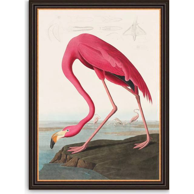 John Lewis John James Audubon 'American Flamingo' Framed Print, 77 x 57cm, Pink