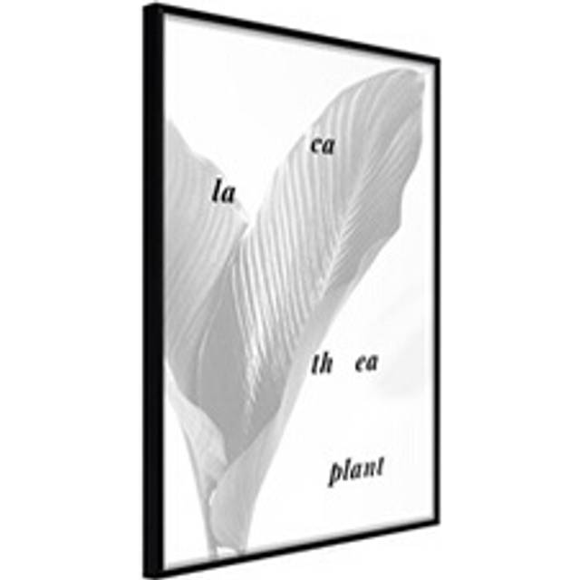 Inramad Poster / Tavla - Calathea Leaves - 40x60 Svart ram