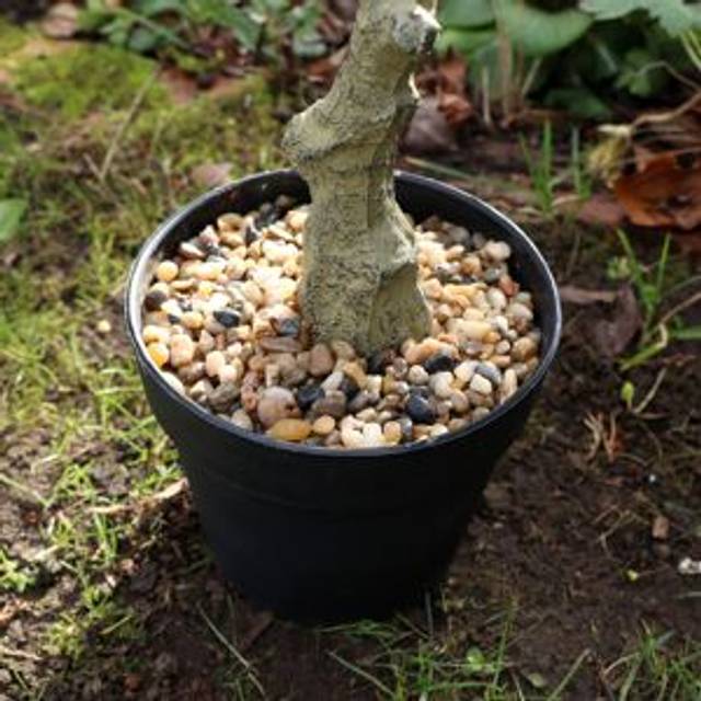 Large Artificial Citrus Zest Lemon Tree - 90cm Material: Garden