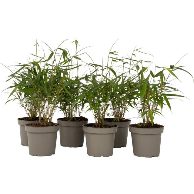 Fargesia Robusta - Set of 6 - Robusta Red Bamboo - Height 25-40cm - Pot 13cm (25cm H X 1,300cm W X 1,300cm D)