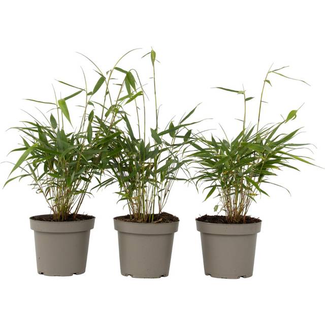 Fargesia Robusta - Set of 3 - Robusta Red Bamboo - Height 25-40cm - Pot 13cm (25cm H X 1,300cm W X 1,300cm D)