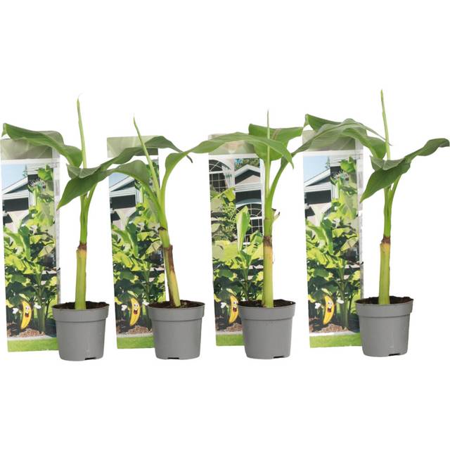 Hardy Banana - 4 pcs. - Musa basjoo - Height 25-40cm - Ã¢Å9cm