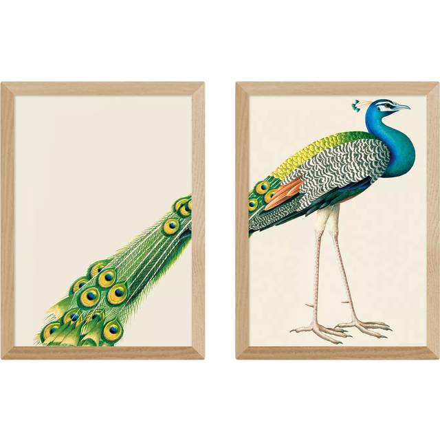 EAST END PRINTS Natural History Museum 'Peacock' Framed Print, Set of 2