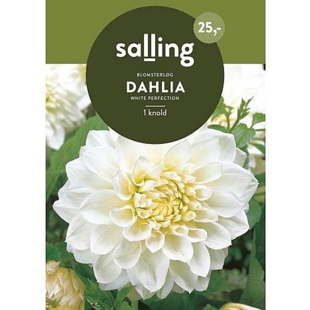 Salling Blomsterløg Dahlia White Perfection Blomsterfrø
