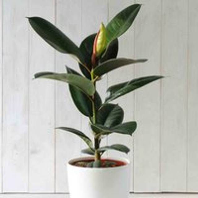Thompson & Morgan Ficus elastica Robusta - Indian Rubber Houseplant x 1 (12cm Pot)