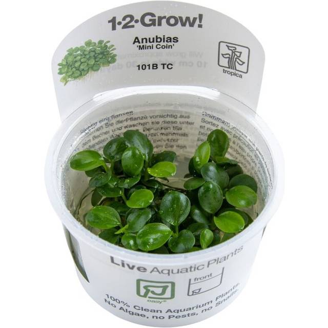 (Anubias Mini Coin) Tropica Live Aquarium Plants Attach to Rocks Wood Fish Tank Aquascape