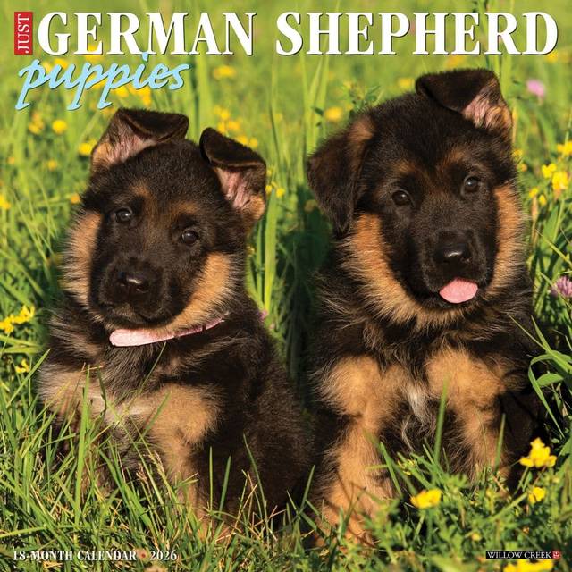 Just German Shepherd Puppies 2026 Wall Calendar