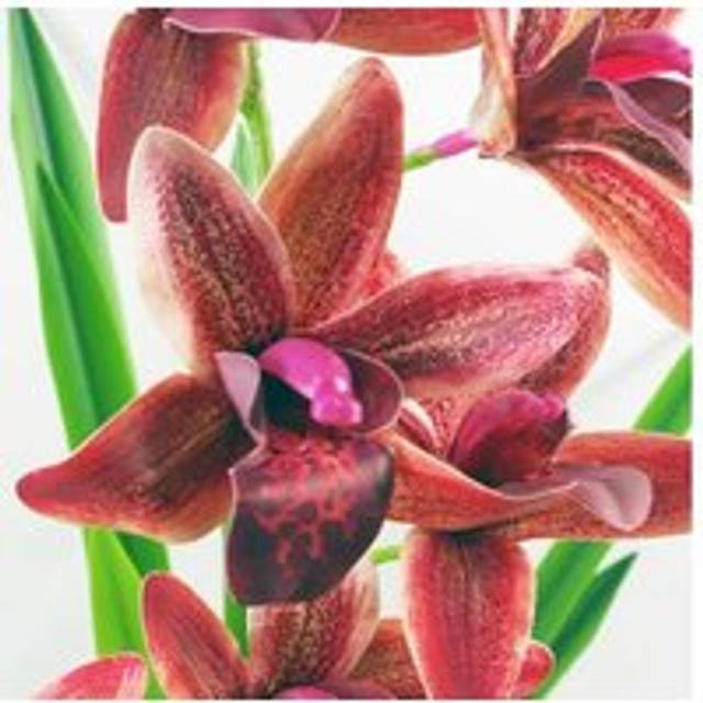 Enchanting 50Cm Dark Pink Orchid - Premium Artificial Decor | Wowcher