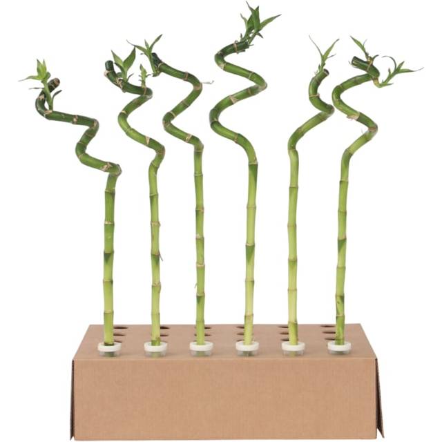 Lucky Bamboo - 6 pcs. - Dracaena sanderiana - Height 40-50cm - ⌀2cm - Green (*)