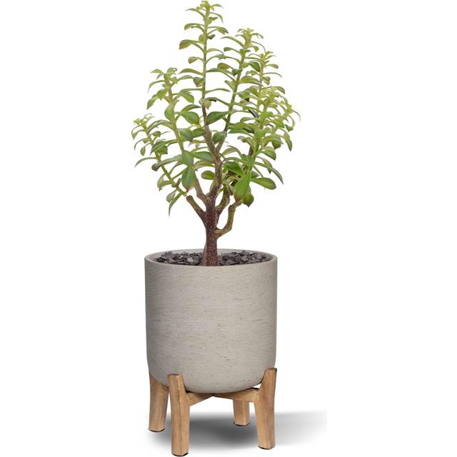 Konstgjord Bonsai Crassula bukett (40 cm)