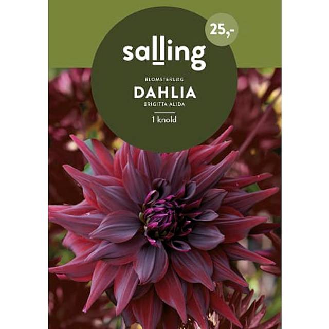 Salling Blomsterløg Dahlia Brigitta Alida Blomsterfrø