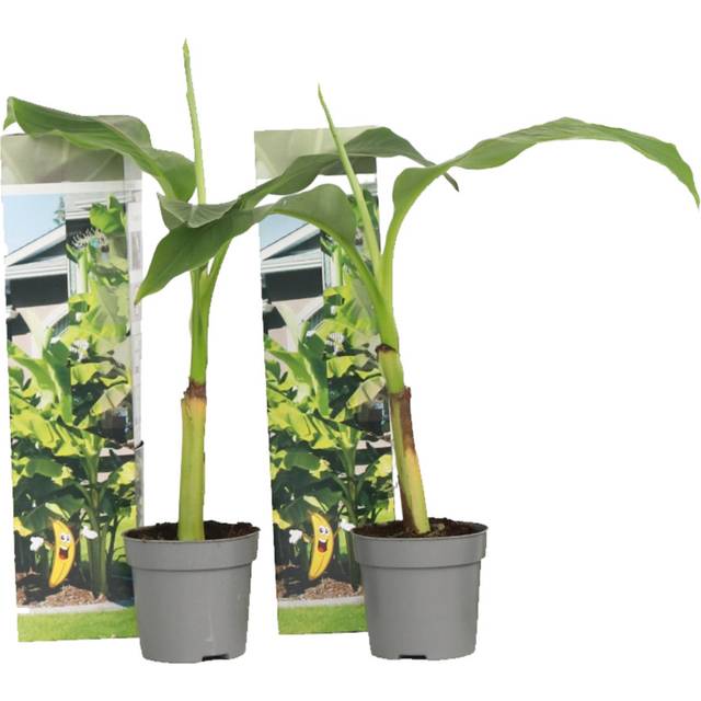 Hardy Banana - 2 pcs. - Musa basjoo - Height 25-40cm - Ã¢Å9cm